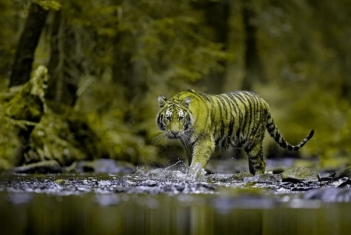 The same tiger scene approximating how its prey perceives color, with the tiger blending into the background