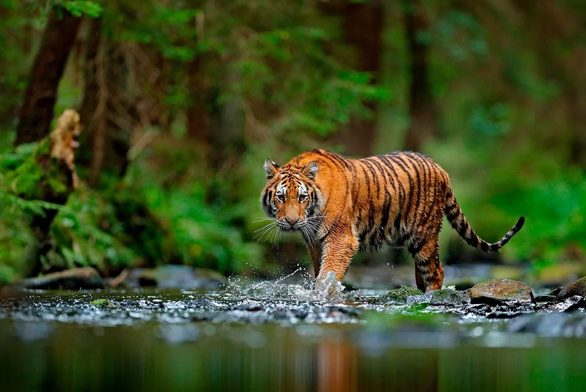 A tiger standing in a green and brown forest, seen in visible color