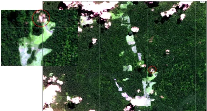 Wider satellite view showing several identical pink/white patches scattered across the forest, with an inset of the originally circled patch, revealing the patches are clouds rather than exposed soil