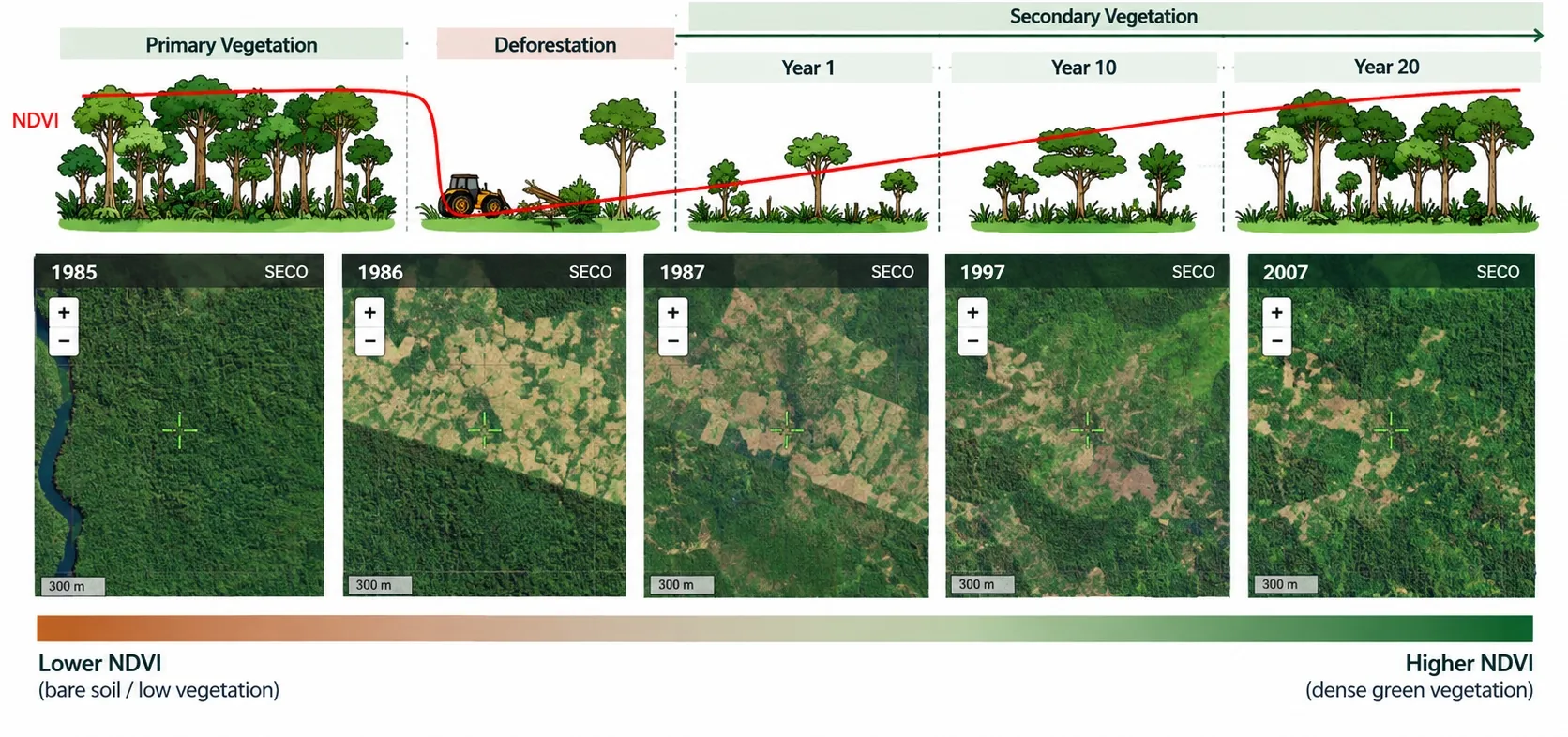 Illustrated timeline from primary vegetation through deforestation to secondary vegetation at year 1, 10 and 20, with an NDVI curve above and matching satellite images from 1985 to 2007 below