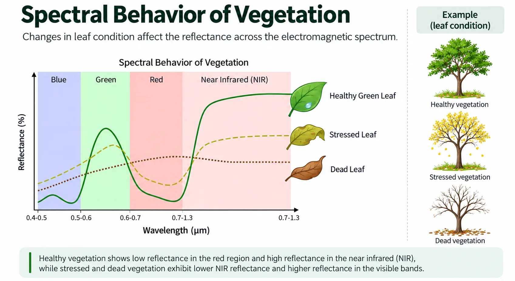Reflectance chart across blue, green, red and near-infrared bands for a healthy, stressed and dead leaf, alongside example trees for each vegetation condition